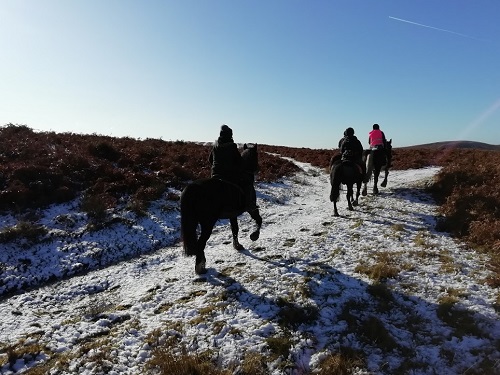 Hacking horses in the snow